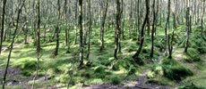 600x240-trees-wicklow-mountains-national-park-co-wicklow